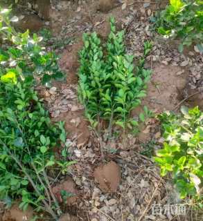 高度60厘米大叶黄杨