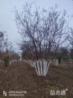 高度300厘米丛生紫薇