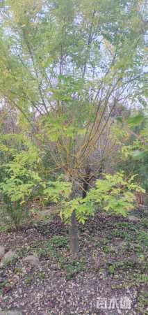 10公分矮接金枝槐