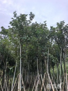 10公分黄花风铃木