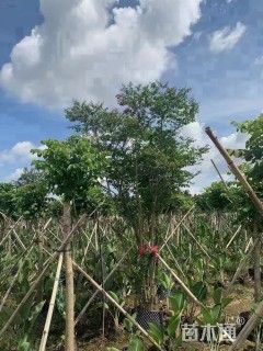 10公分小叶紫薇