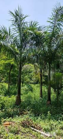 裸干高300厘米大王椰子