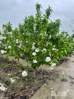 高度170厘米木绣球