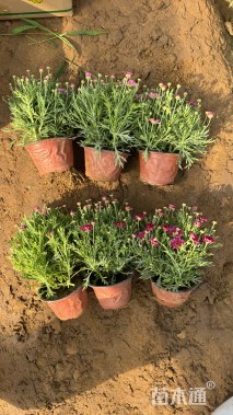 高度15厘米玛格丽特花