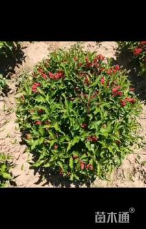 高度80厘米红王子锦带球