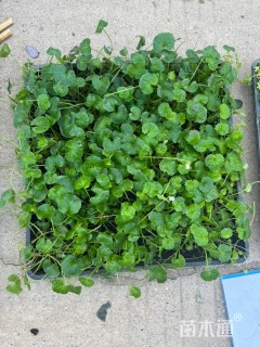 高度3厘米肾叶堇