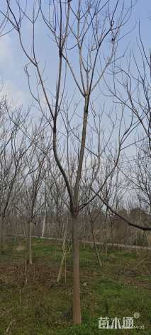 12公分黄山栾树