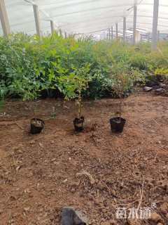 高度70厘米南天竹