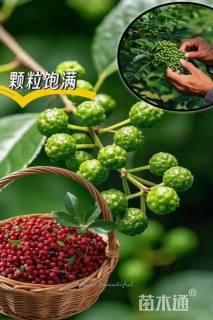 高度50厘米花椒小苗