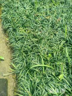 高度10厘米玉龙草