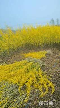 高度30厘米连翘小苗