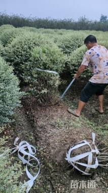 高度120厘米银姬小蜡