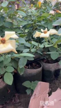 高度40厘米大花月季