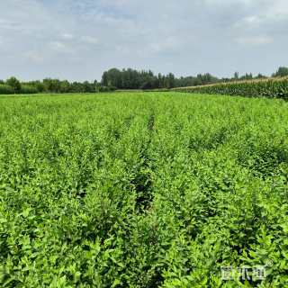 高度60厘米榆树小苗