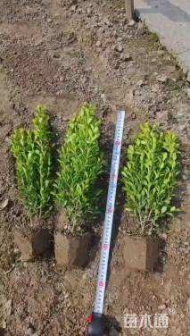 高度35厘米瓜子黄杨