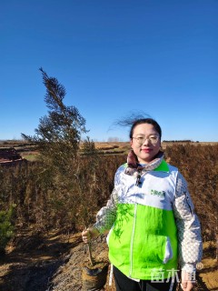 高度100厘米侧柏