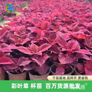 高度35厘米彩叶草