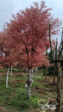 26公分日本红枫