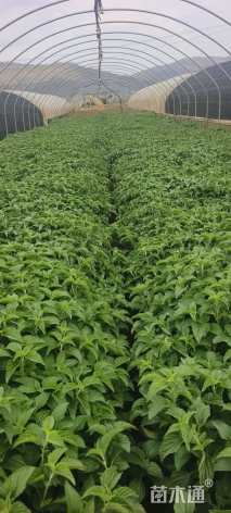 高度35厘米鼠尾草