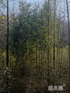 地栽苗金镶玉竹