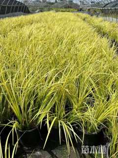 高度20厘米金线菖蒲