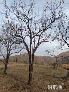 15公分柿树