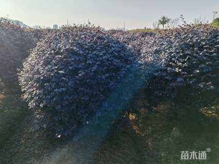 冠幅150厘米红花继木球