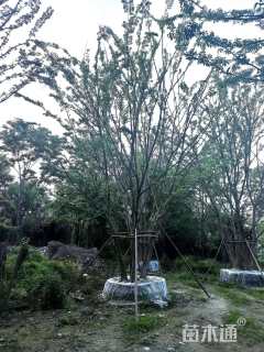 18公分丛生朴树