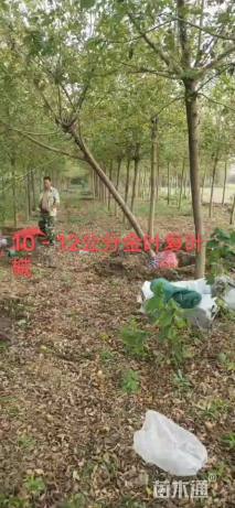 10公分金叶复叶槭