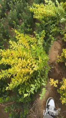 高度60厘米金叶女贞