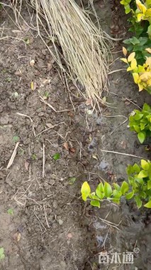 高度30厘米金森女贞