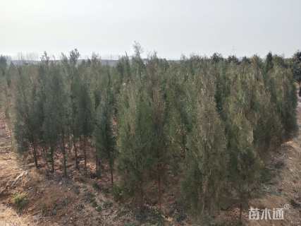 高度150厘米侧柏