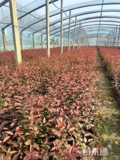 高度60厘米密枝红叶李