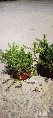 高度20厘米丛生福禄考