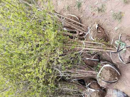 高度100厘米黄刺玫