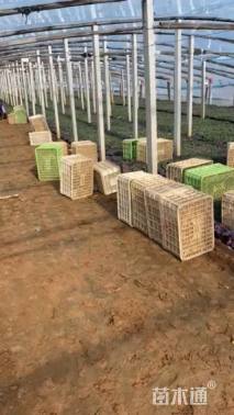 高度22厘米羽衣甘蓝