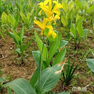 高度60厘米火棘