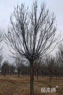 14公分秋紫白蜡