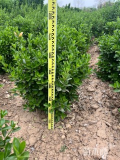 冠幅50厘米大叶黄杨球