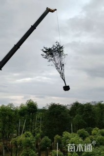 10公分小叶紫薇