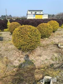 冠幅120厘米亮晶女贞球