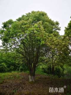 60公分丛生香樟