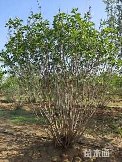 高度200厘米丁香