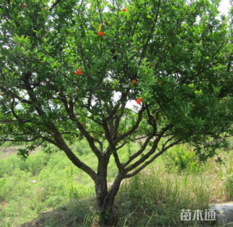 高度300厘米果石榴