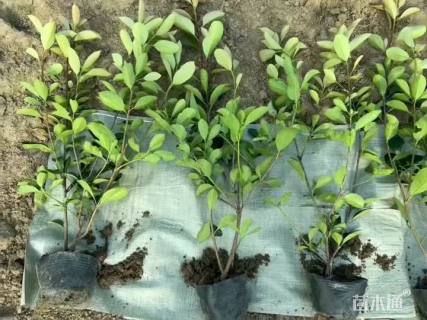 高度50厘米红叶石楠小苗