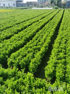 高度30厘米瓜子黄杨