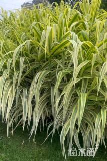 高度20厘米青叶芦竹