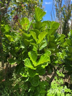 高度200厘米琴叶榕