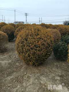 冠幅100厘米亮晶女贞球