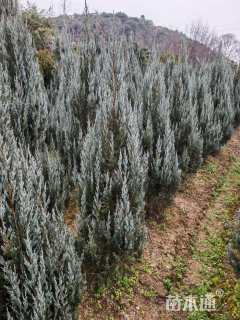 高度20厘米圆柏